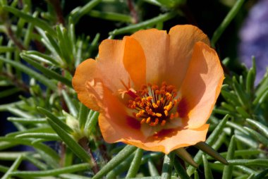 Portulaca grandiflora, Portekiz 'in güneyindeki Brezilya, Arjantin ve Uruguay' a özgü sulu bir çiçek bitkisidir.