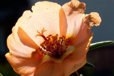 Portulaca grandiflora, Portekiz 'in güneyindeki Brezilya, Arjantin ve Uruguay' a özgü sulu bir çiçek bitkisidir.