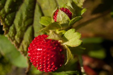 Potentilla indica, known commonly as mock strawberry,  Indian-strawberry, or false strawberry clipart