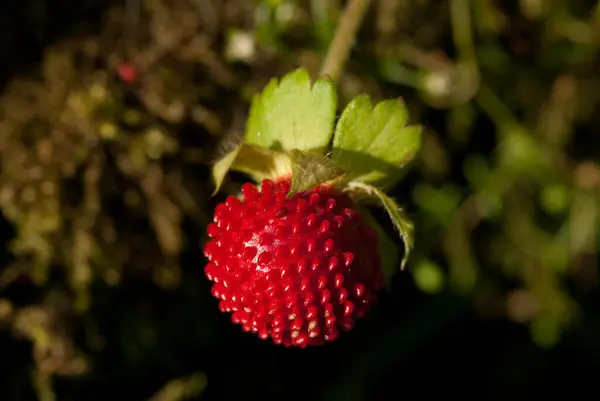 stock image Potentilla indica, known commonly as mock strawberry,  Indian-strawberry, or false strawberry