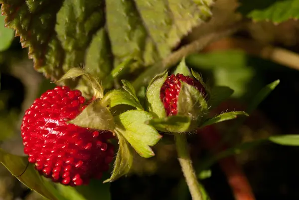 Stock image Potentilla indica, known commonly as mock strawberry,  Indian-strawberry, or false strawberry