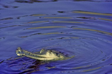 The gharial (Gavialis gangeticus), also known as gavial or fish-eating crocodile, is a crocodilian in the family Gavialidae and among the longest of all living crocodilians. clipart