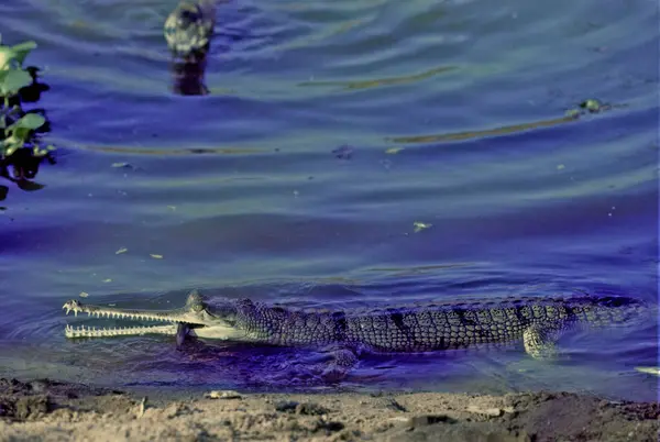 stock image The gharial (Gavialis gangeticus), also known as gavial or fish-eating crocodile, is a crocodilian in the family Gavialidae and among the longest of all living crocodilians.