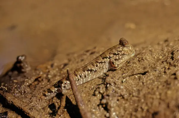 Stock image The barred mudskipper (Periophthalmus argentilineatus) or silverlined mudskipper.