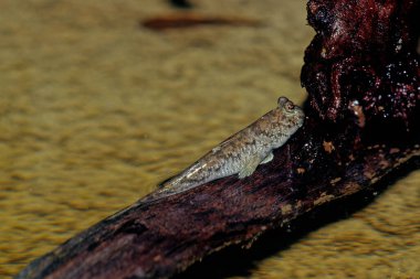 Çubuklu çamur kaptanı (Periophthalmus argentilineatus), Hint Okyanusu 'nun Afrika kıyılarında yaşayan, deniz, taze ve tuzlu suda yaşayan bir çamur kaptanı türüdür.,