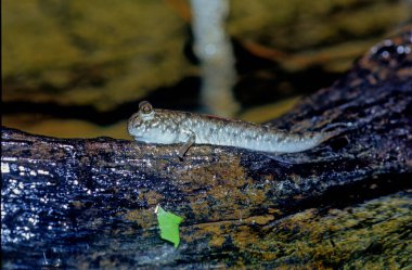 The barred mudskipper (Periophthalmus argentilineatus) or silverlined mudskipper, is a species of mudskippers native to marine, fresh and brackish waters from the African coast of the Indian Ocean, clipart