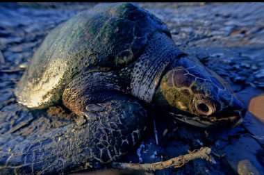 Deniz kaplumbağası (