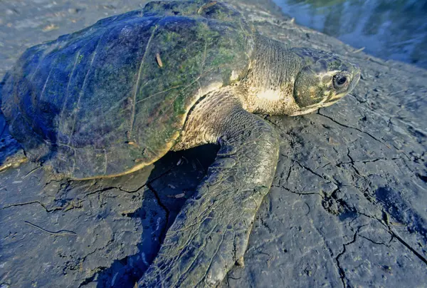 Stock image The olive ridley sea turtle (Lepidochelys olivacea), also known commonly as the Pacific ridley sea turtle, is a species of turtle in the family Cheloniidae.