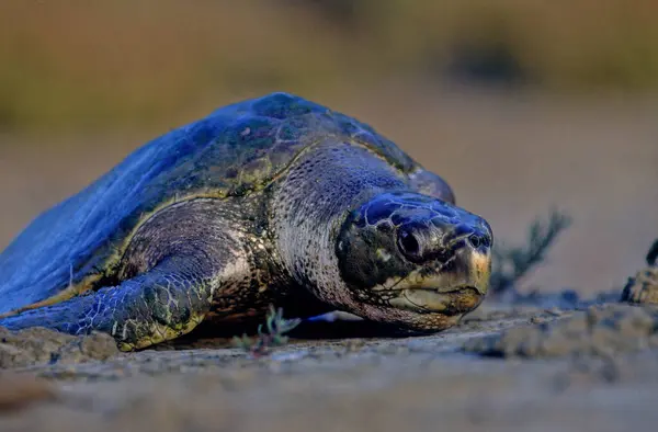 stock image The olive ridley sea turtle (Lepidochelys olivacea), also known commonly as the Pacific ridley sea turtle, is a species of turtle in the family Cheloniidae.