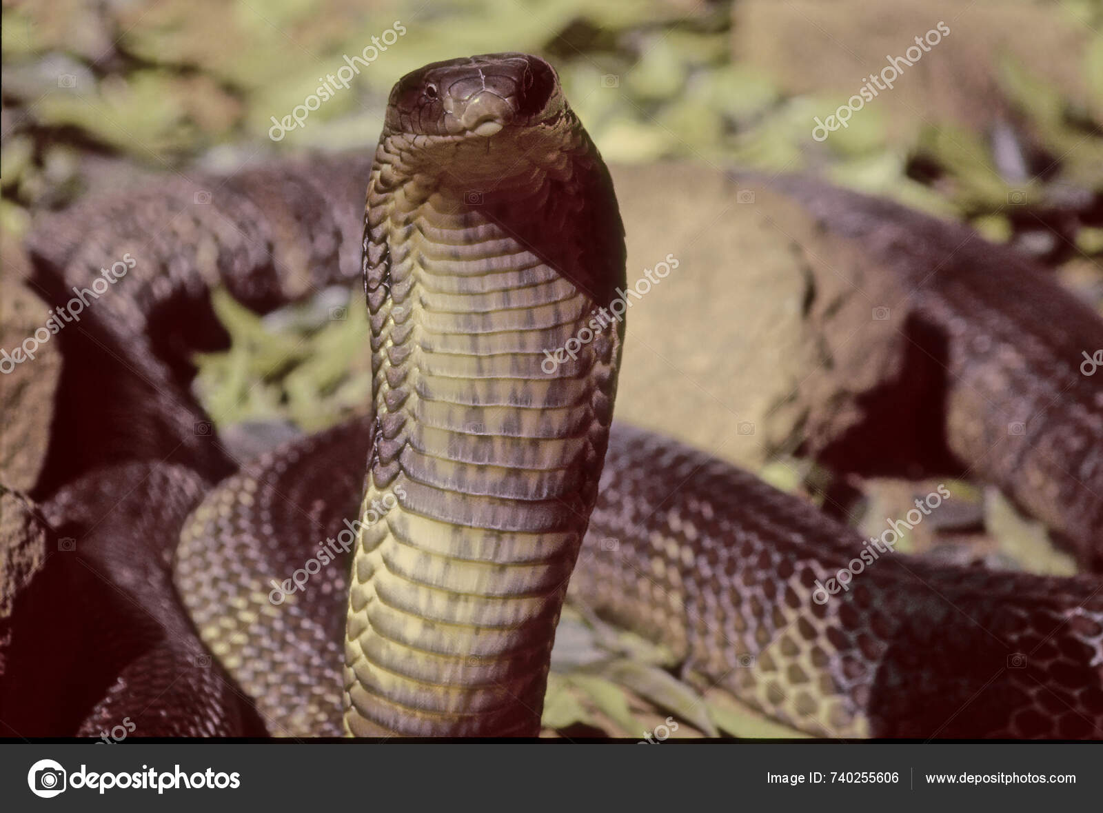 King Cobra Ophiophagus Hannah Venomous Snake Endemic Asia Sole Member ...