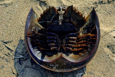 The Atlantic horseshoe crab (Limulus polyphemus), also known as the American horseshoe crab, is a species of horseshoe crab, a kind of marine and brackish chelicerate arthropod. clipart