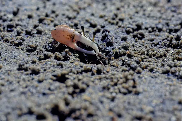 stock image The fiddler crab or calling crab may be any of more than one hundred species of semiterrestrial marine crabs in the family Ocypodidae