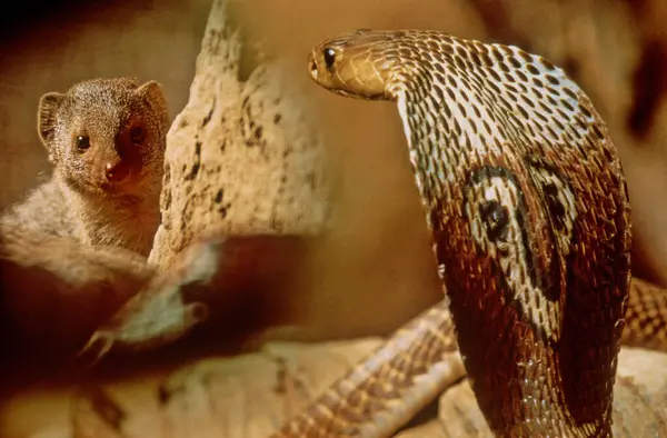 stock image A mongoose is a small terrestrial carnivorous mammal belonging to the family Herpestidae. This family is currently split into two subfamilies, the Herpestinae and the Mungotinae.