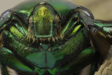 Cetonia aurata, 20 milimetre uzunluğunda, metalik yapısal olarak yeşil ve V şeklinde bir scutellum 'a sahip bir böcektir.