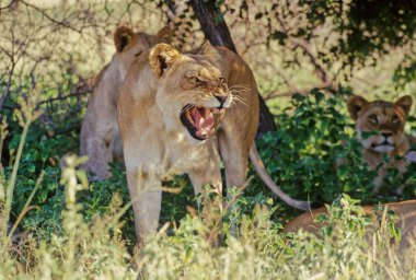Aslan (Panthera leo), kedigiller (Felidae) familyasından Afrika ve Hindistan 'a özgü bir kedi türü..