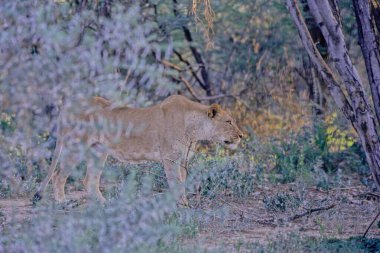 Aslan (Panthera leo), kedigiller (Felidae) familyasından Afrika ve Hindistan 'a özgü bir kedi türü..