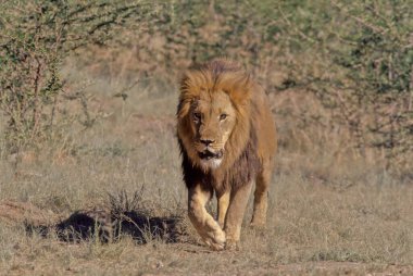 Aslan (Panthera leo), kedigiller (Felidae) familyasından Afrika ve Hindistan 'a özgü bir kedi türü..