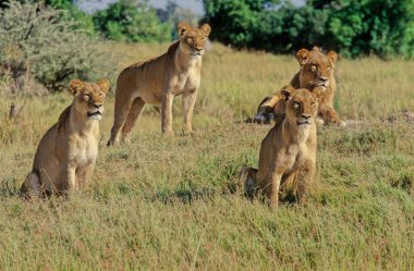 Aslan (Panthera leo), kedigiller (Felidae) familyasından Afrika ve Hindistan 'a özgü bir kedi türü..