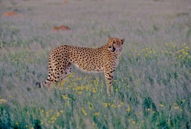 Çita (Acinonyx jubatus) büyük bir kedi ve en hızlı kara hayvanıdır..
