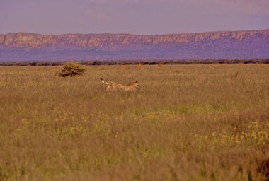 Çita (Acinonyx jubatus) büyük bir kedi ve en hızlı kara hayvanıdır..