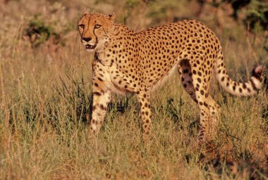 Çita (Acinonyx jubatus) büyük bir kedi ve en hızlı kara hayvanıdır..
