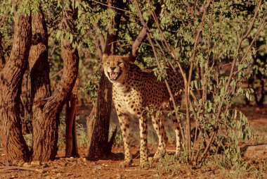 Çita (Acinonyx jubatus) büyük bir kedi ve en hızlı kara hayvanıdır..