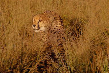 Çita (Acinonyx jubatus) büyük bir kedi ve en hızlı kara hayvanıdır..