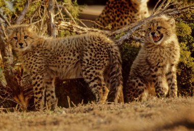 Çita (Acinonyx jubatus) büyük bir kedi ve en hızlı kara hayvanıdır. Koyu beyaz ya da soluk renkli tüyleri vardır. Eşit aralıklarla ve koyu siyah noktalarla işaretlenmiştir..