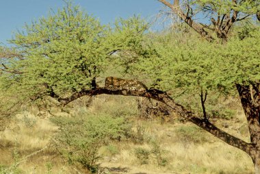 Leopar (Panthera pardus), Panthera cinsinin beş türünden biridir..