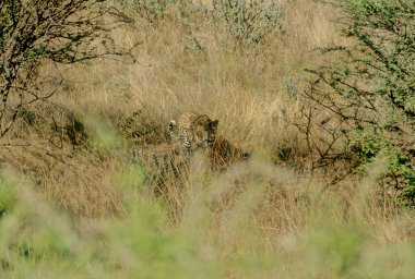 Leopar (Panthera pardus), Panthera cinsinin beş türünden biridir..