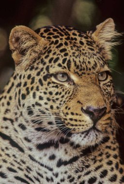 Leopar (Panthera pardus), Panthera cinsinin beş türünden biridir..