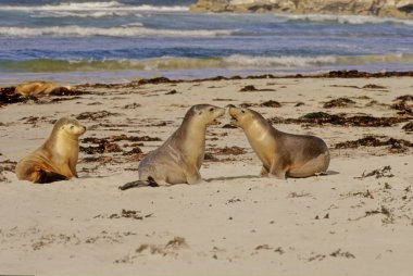 Avustralya deniz aslanı (Neophoca cinerea), Avustralya deniz aslanı olarak da bilinir.