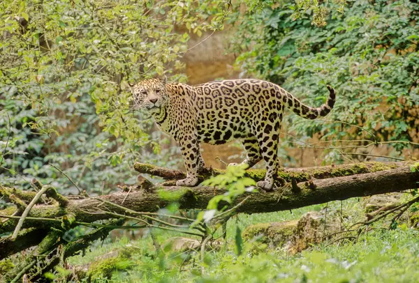 Jaguar (Panthera onca), kedigiller (Felidae) familyasından Panthera familyasından bir kedi türü..