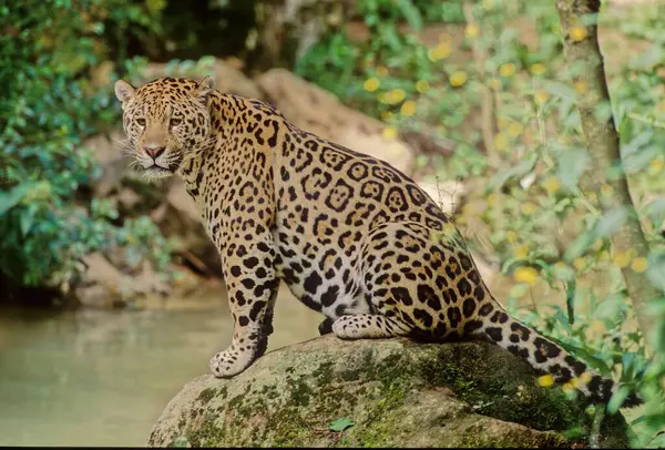 Jaguar (Panthera onca), kedigiller (Felidae) familyasından Panthera familyasından bir kedi türü..