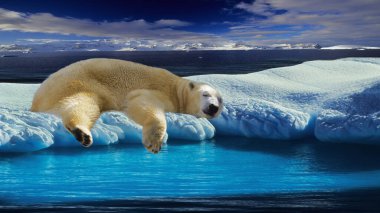 The polar bear (Ursus maritimus) is a large bear native to the Arctic and nearby areas. It is closely related to the brown bear, and the two species can interbreed. clipart