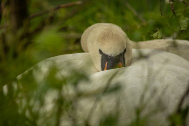 Kuğular Anatidae familyasındaki Cygnus cinsinin kuşlarıdır. Kuğuların en yakın akrabaları kaz ve ördekler..