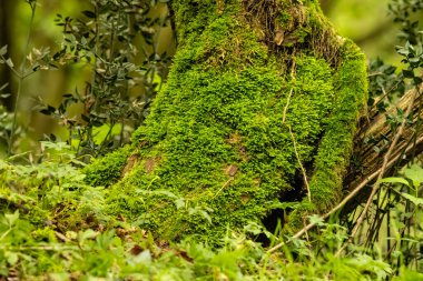 Hypnum cupressiforme (kısaca Hipnum cupressiforme), Hypnum cinsine ait yaygın ve yaygın bir yosun türüdür..