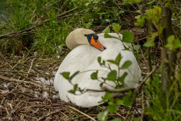 Kuğular Anatidae familyasındaki Cygnus cinsinin kuşlarıdır. Kuğuların en yakın akrabaları kaz ve ördekler..