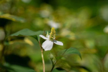 Houttuynia kordata (ayrıca naneli balık, balık yaprağı, gökkuşağı bitkisi, bukalemun, kalp yaprağı, balık otu veya Çin kertenkele kuyruğu olarak da bilinir), Houttuynia familyasından bir bitki türü..