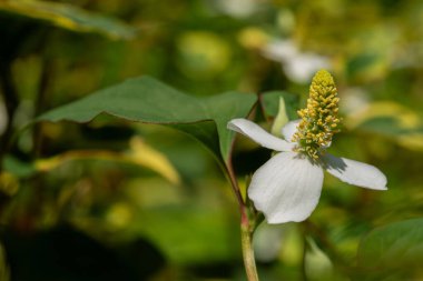 Houttuynia kordata (ayrıca naneli balık, balık yaprağı, gökkuşağı bitkisi, bukalemun, kalp yaprağı, balık otu veya Çin kertenkele kuyruğu olarak da bilinir), Houttuynia familyasından bir bitki türü..