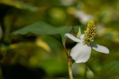 Houttuynia kordata (ayrıca naneli balık, balık yaprağı, gökkuşağı bitkisi, bukalemun, kalp yaprağı, balık otu veya Çin kertenkele kuyruğu olarak da bilinir), Houttuynia familyasından bir bitki türü..