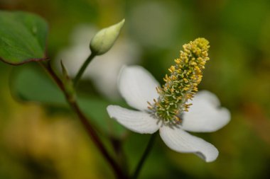 Houttuynia kordata (ayrıca naneli balık, balık yaprağı, gökkuşağı bitkisi, bukalemun, kalp yaprağı, balık otu veya Çin kertenkele kuyruğu olarak da bilinir), Houttuynia familyasından bir bitki türü..
