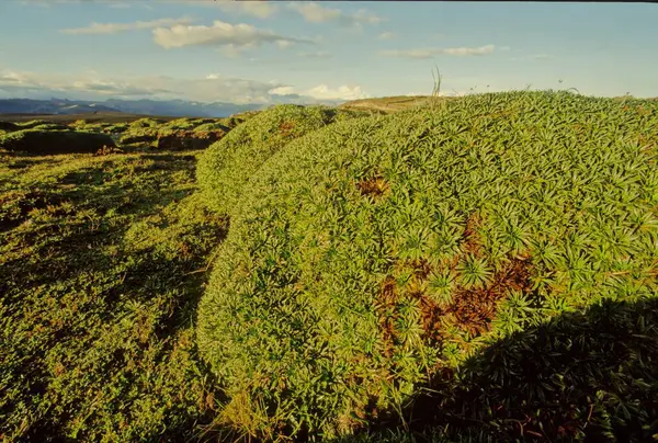 Chimborazo telaffuzu And Dağları 'nın Cordillera Occidental aralığında, Ekvador' da bulunan bir stratovolcano..