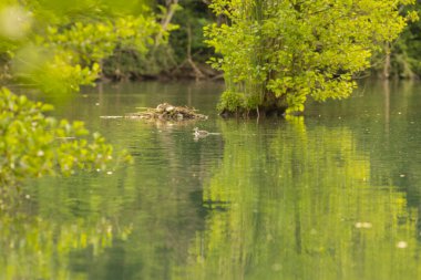 Avrasya yaban ördeği (