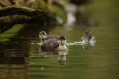 Avrasya yaban ördeği (