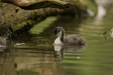 Avrasya yaban ördeği (