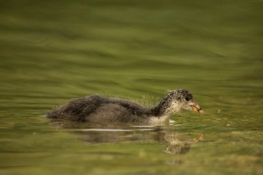 Avrasya yaban ördeği (
