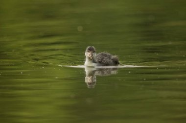 Avrasya yaban ördeği (