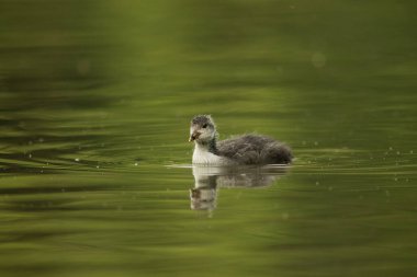 Avrasya yaban ördeği (