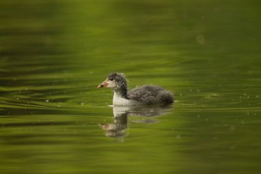 Avrasya yaban ördeği (